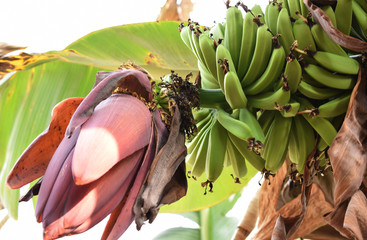 Racimo de bananas 