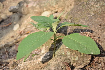 Planta en terrero árido 