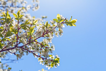 Close-up of branches of the cherry blossoms in spring against a blue sky.