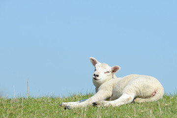 Naklejka na ściany i meble lamb lying on pasture