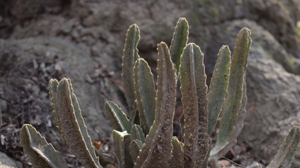 Cactus 