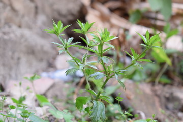 Planta de culantro cimarrón 