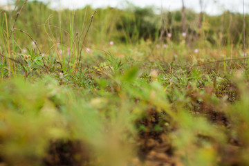 green bush