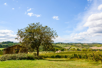 Fototapeta na wymiar Olivenbaum mitten in einer hügeligen Landschaft im Chiantigebiet der Toskana