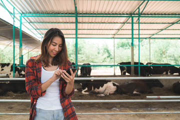 Beautiful asian woman or farmer using mobile phone or smartphone app with and cows in cowshed on dairy farm-Farming, and animal husbandry concept. © tirachard