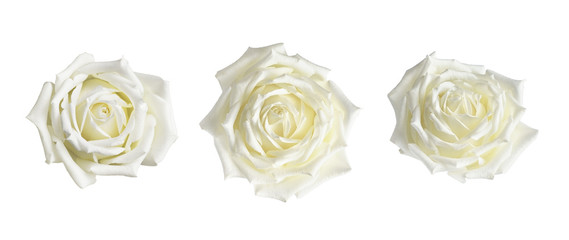 Set of white rose flowers