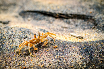 Crab on colored sand. Kalutara. Sri Lanka