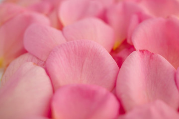 beautiful pink rose petals for Valentines day background top view