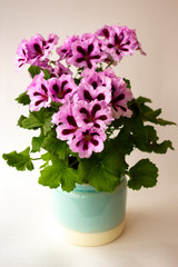 Flowers of royal pelargonium with light pink petals with dark burgundy centers and green leaves on a light background. Potted royal pelargonium houseplant.
