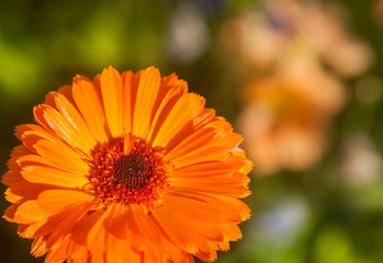 Orange flower of double calendula close-up