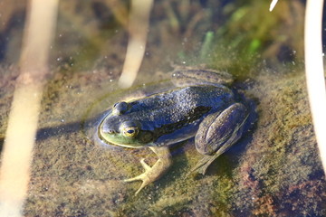 Grenouille