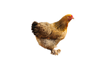 Brown hen isolated on white background
