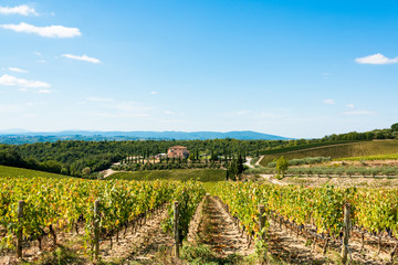 Fototapeta na wymiar Toskanalandschaft während der Weinernte in der Gebiet des Weingutes Colaini im Chiantigebiet