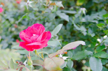 pink rose in garden