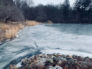 lake in forest