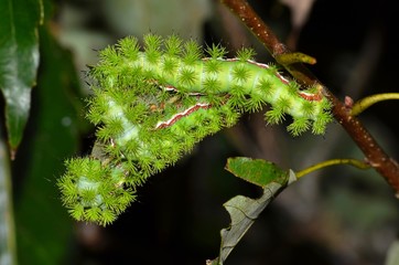 Three toxic IO caterpillars gathered on an Oak tree stem feeding on leaves in Houston, TX. These have reached their final instar stage and will soon pupate.