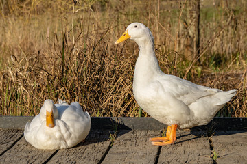 A pair of white pekin ducks resting on wooden decking at sunset