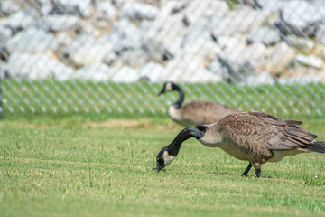 canada goose on green grass