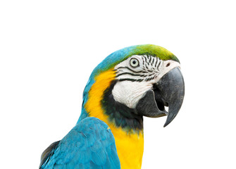 Macaw isolated on white background