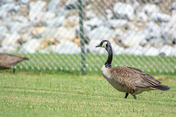 canada goose on green grass