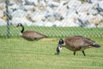 canada goose on green grass