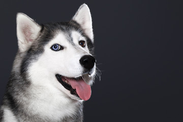 Beautiful Siberian Husky dog with blue and brown eyes, posing in studio on dark background