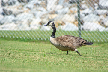 canada goose on green grass