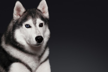 Beautiful Siberian Husky dog with blue and brown eyes, posing in studio on dark background