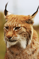 Norwegian Lynx