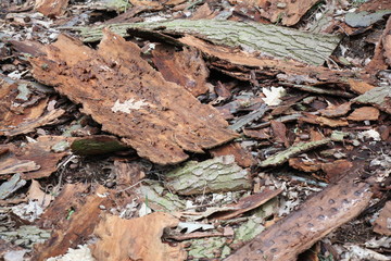 waldboden