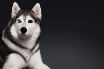 Beautiful Siberian Husky dog with blue and brown eyes, posing in studio on dark background