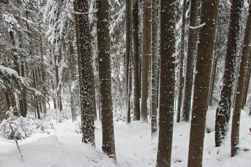 Forest closed to Chamonix (France)