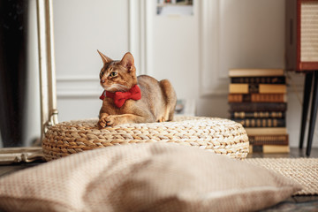 Red cat posing in the Studio