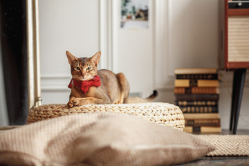 Red cat in a bow tie posing 