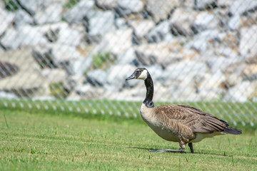 canada goose on green grass