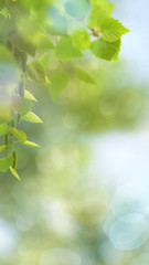 Green spring. Abstract seasonal backgrounds with beautiful bokeh