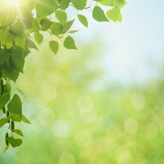 Summer morning. Abstract environmental backgrounds with green foliage and bokeh