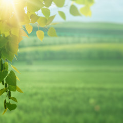 On the summer meadow, seasonal environment