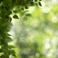 Summer morning. Abstract environmental backgrounds with green foliage and bokeh