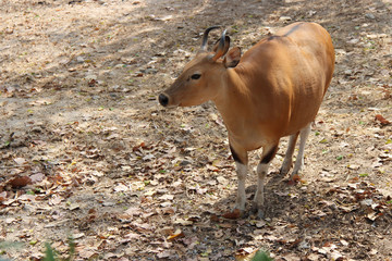 A bovine in Thailand