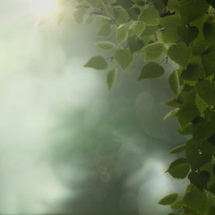 Glow Morning. Overcast in the deep forest, natural backgrounds