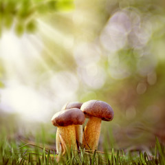 Smokey forest. Beautiful natural backgrounds with mushrooms and grass