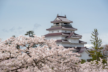 Fototapeta premium Tsuruga-jo castle with sakura
