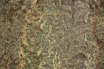 baumrinde