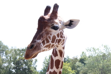 portrait of a giraffe