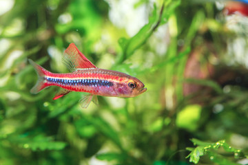 Black Darter Tetra (Poecilocharax weitzmani)