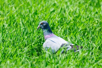 Thoughtful pigeon in the grass