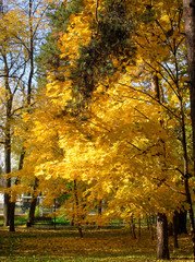 bright yellow autumn leaves on a clear day