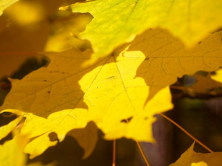 Fototapeta na wymiar bright yellow autumn leaves on a clear day