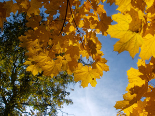 bright yellow autumn leaves on a clear day
